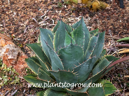 Fireball Variegated Cabbage Head Agave (Agave parrasana)